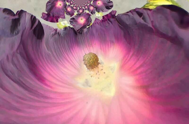 Fotodruck FLOWERS Stockrose