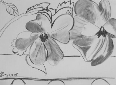 Fotodruck Zeichnung Blüten