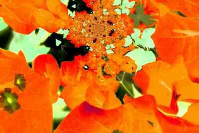 Leinwand FLOWERS Fotogemälde Bougainvillea Orange