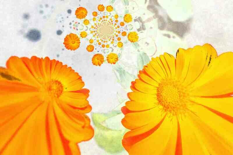 Leinwand FLOWERS Fotogemälde Calendula