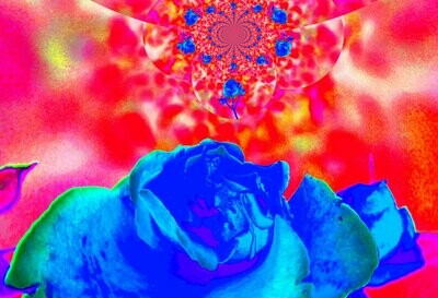 Leinwand FLOWERS Fotogemälde Rose blaurot