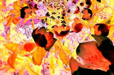 Leinwand FLOWERS Fotogemälde Christrose