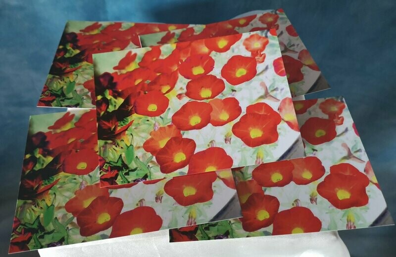 Postkartenset FLOWERS Minipetunien