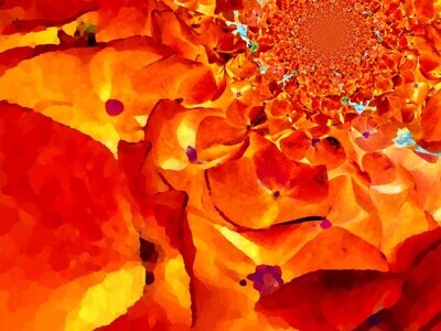 Leinwanddruck Serie FLOWERS Hortensie orange