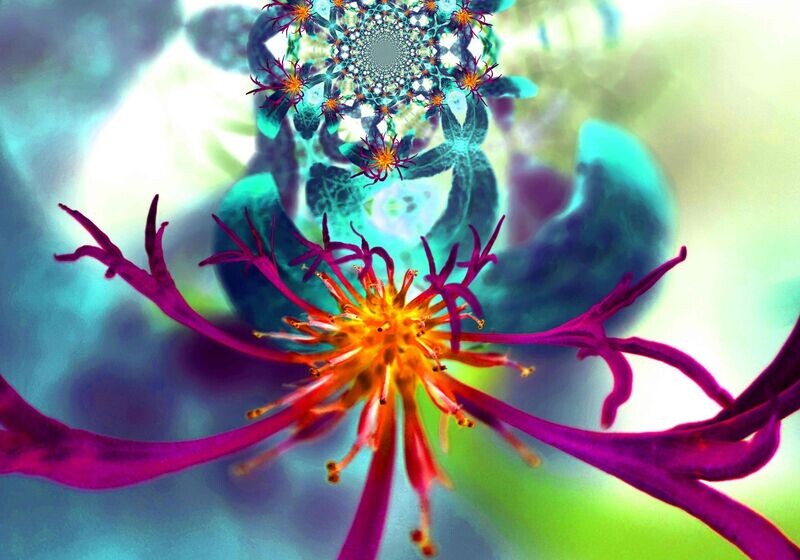 FLOWERS Serie Kornblume