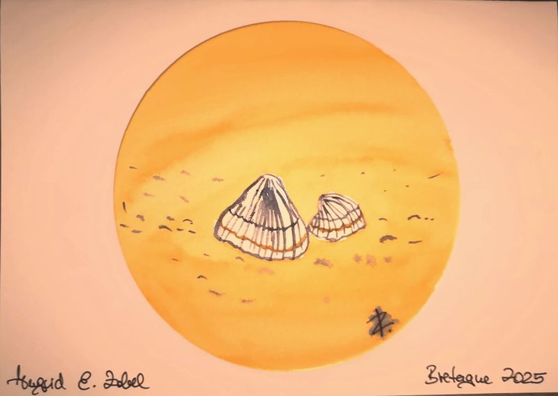 Aquarell Bretagne Muscheln Aquarell Bretagne Muscheln