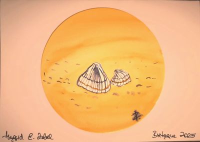 Aquarell Bretagne Muscheln Aquarell Bretagne Muscheln