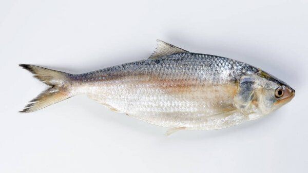 Hilsa