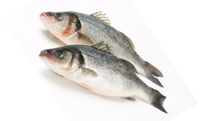 Sea Bass / Wolfbarsch, Frozen