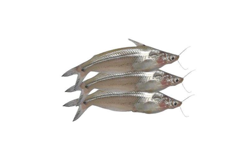 Batashi