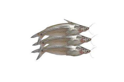 Batashi