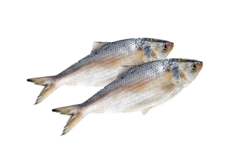 Package Hilsa