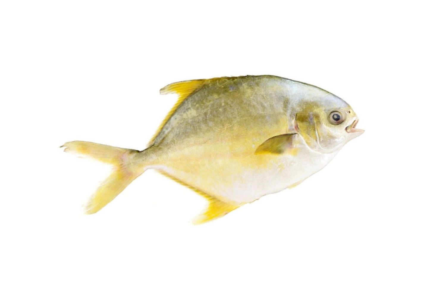 Golden Pompano (Pomfret)
