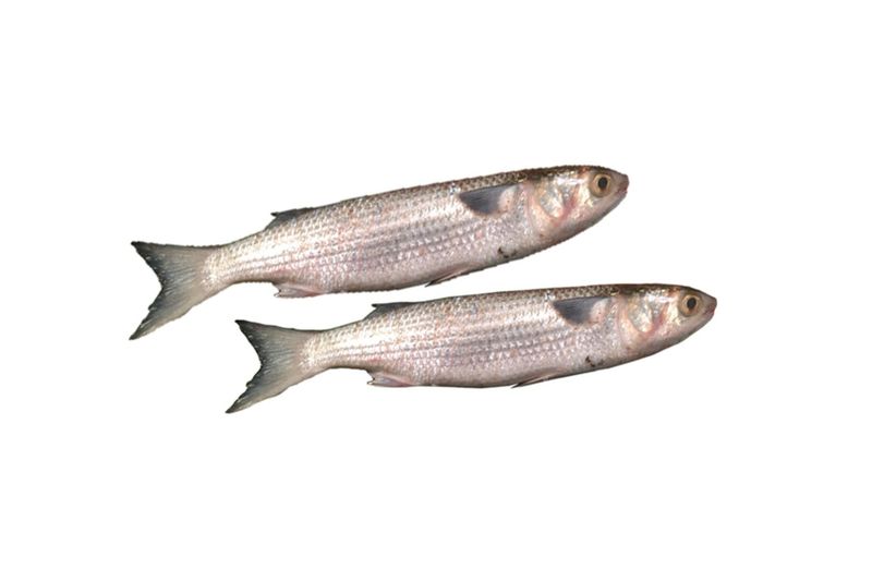 Bhangor / Harder, cut in pieces