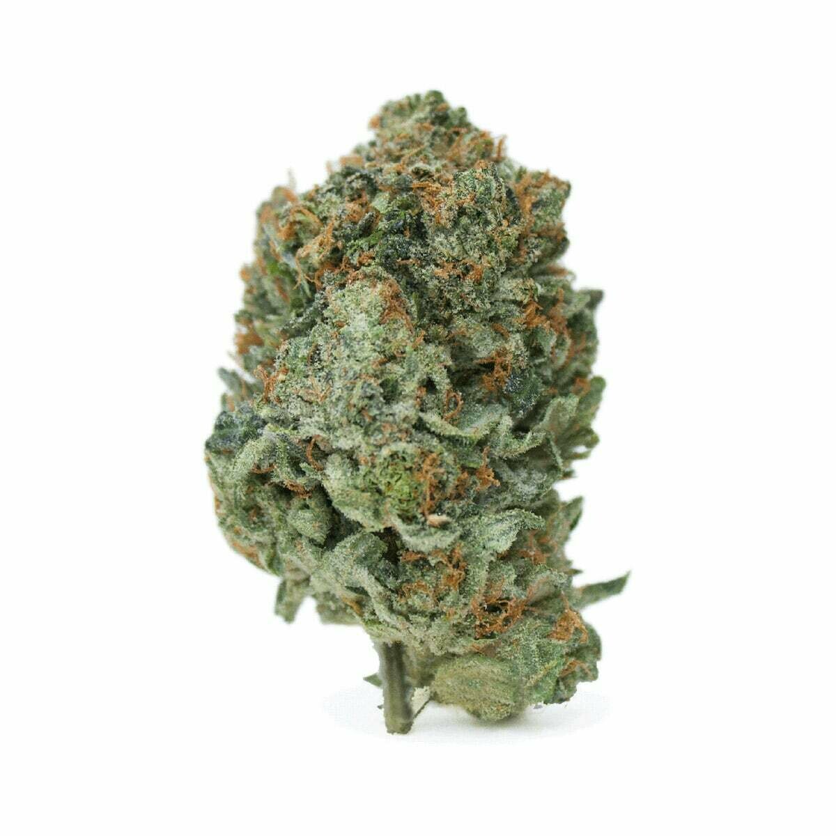 Northern Lights 2 gr