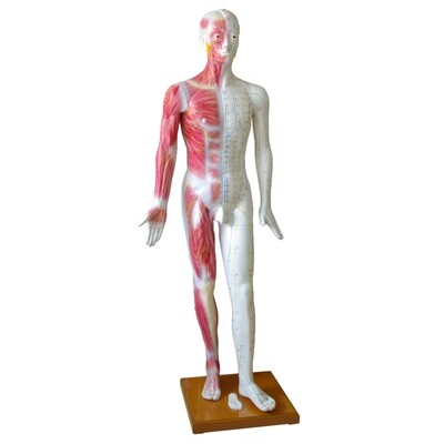 Akupunktur Modell Man , Life Size 178cm