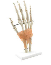 Hand Skelett med ligament