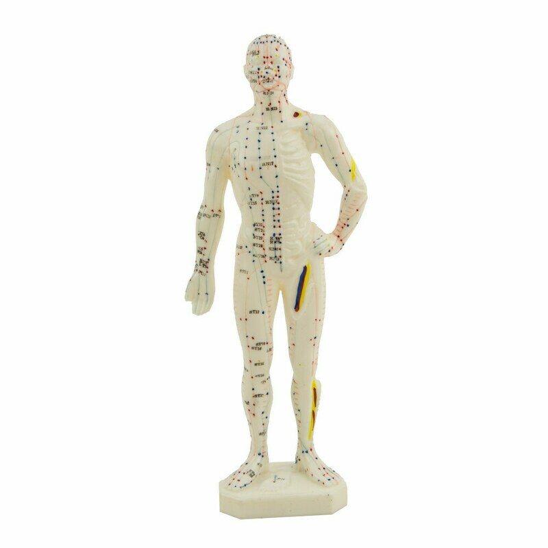 Akupunkturmodell 26cm