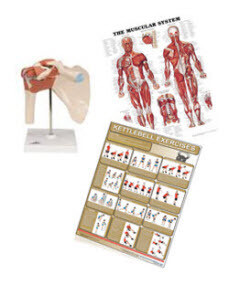 Anatomiska modeller & planscher