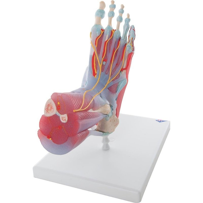 Fotled m Ligament Deluxe ,  M34/1