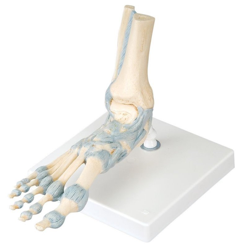 Fotled m Ligament M34