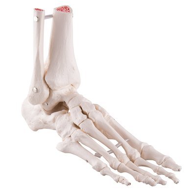 Fot & Fotleds Skelett med tibia & fibula , A31