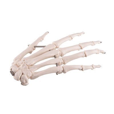 Hand Skelett , A40