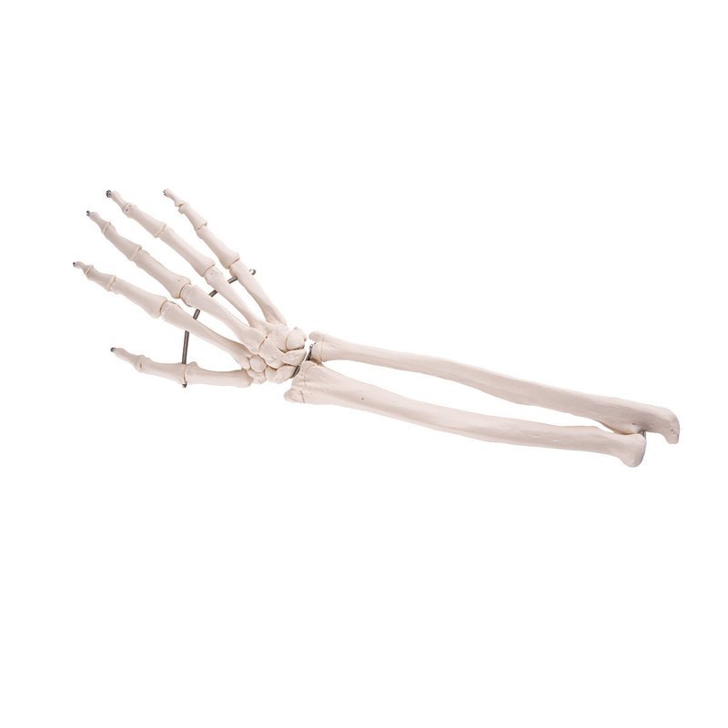 Hand Skelett ulna och radius , A41