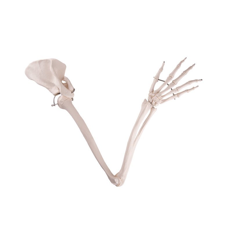 Armskelett med scapula  , A46