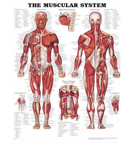 Anatomiska Planscher i Hårdplast 50x65cm (Styrén)