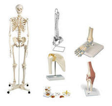 Anatomiska Modeller