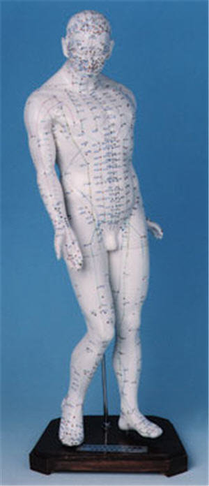Akupunkturmodell 45 cm