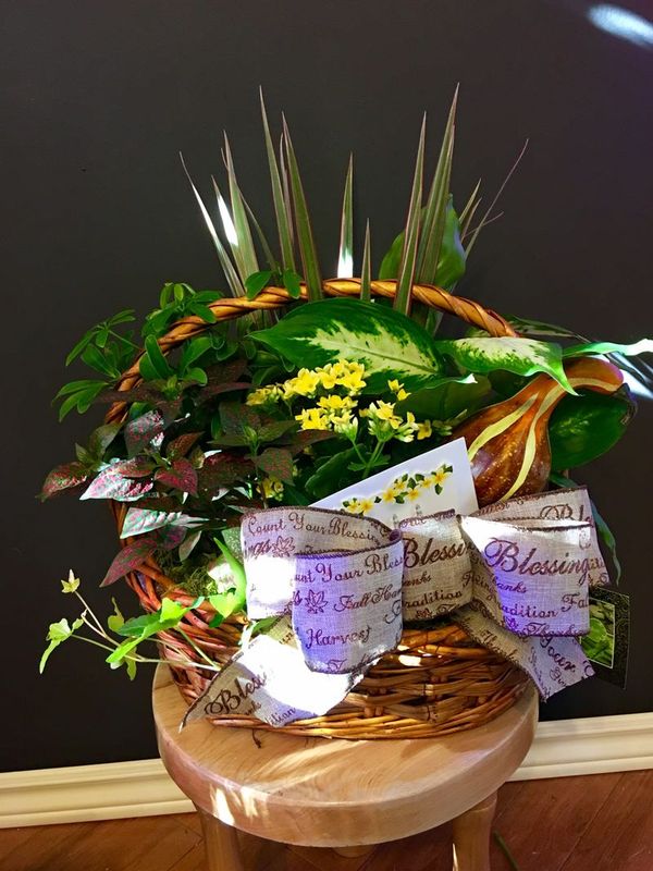 Dish Garden planter basket