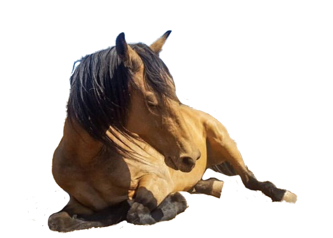 HorseSpeak Mug