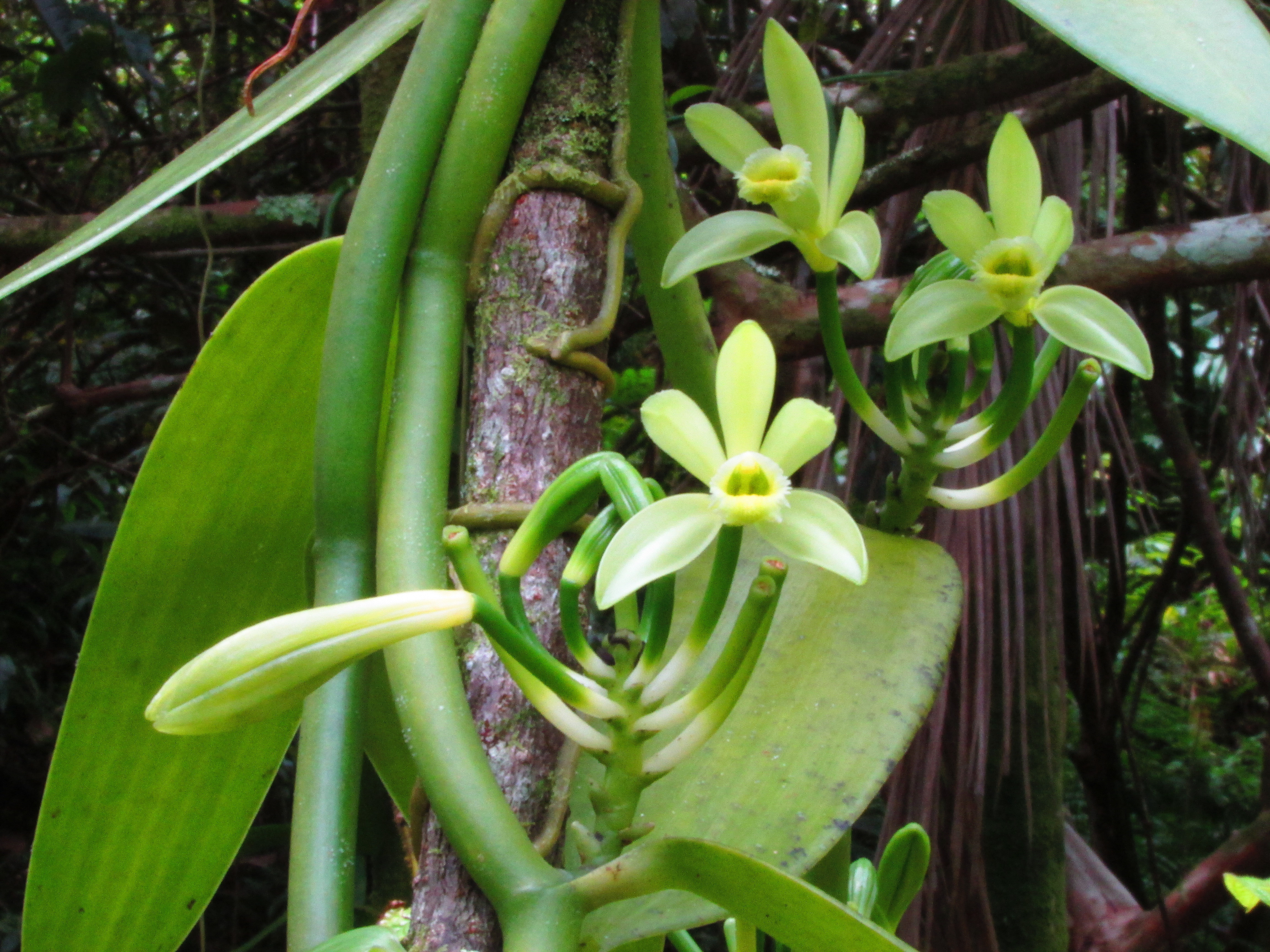 Vanilla Orchid Flowers