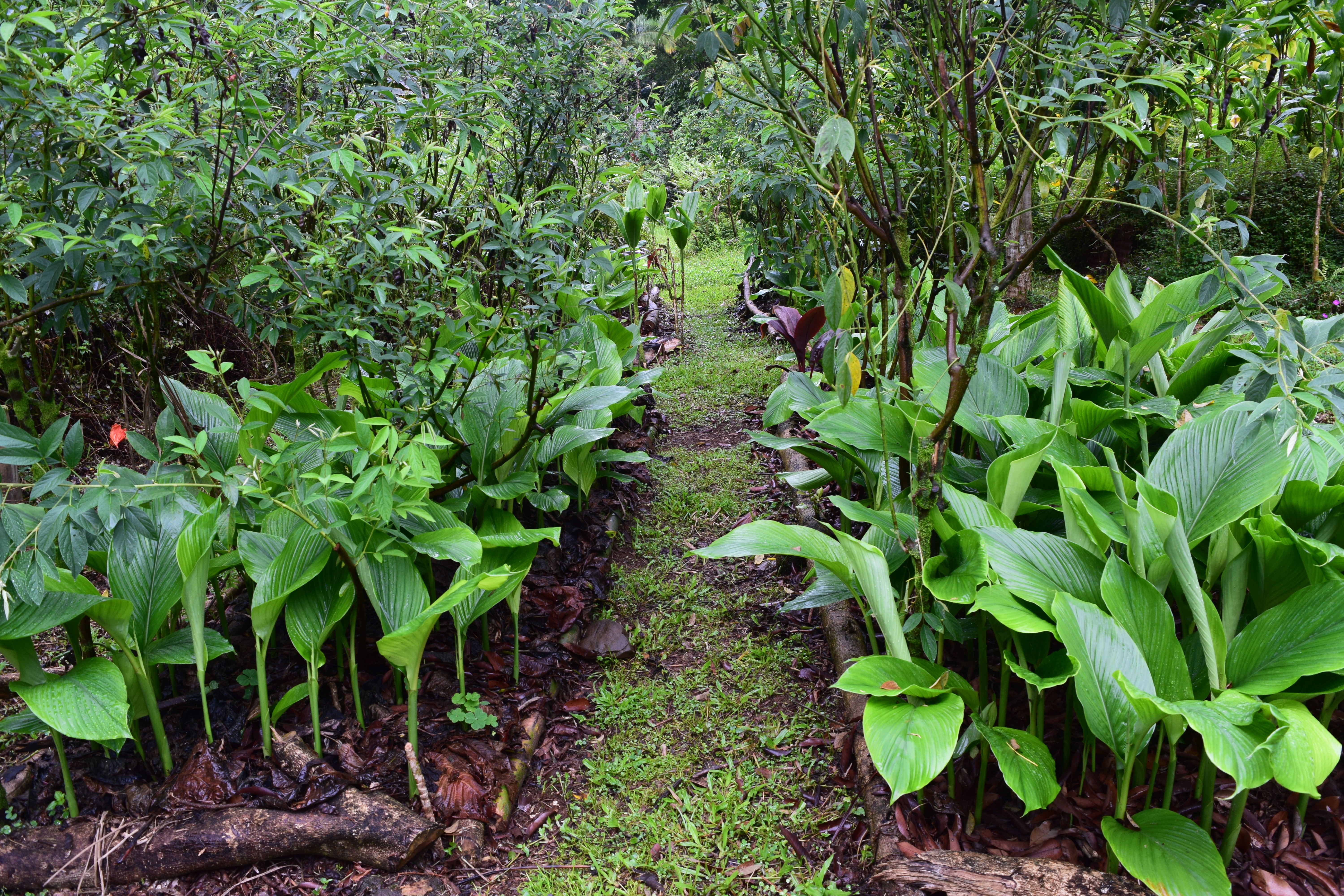 Gardened, not farmed