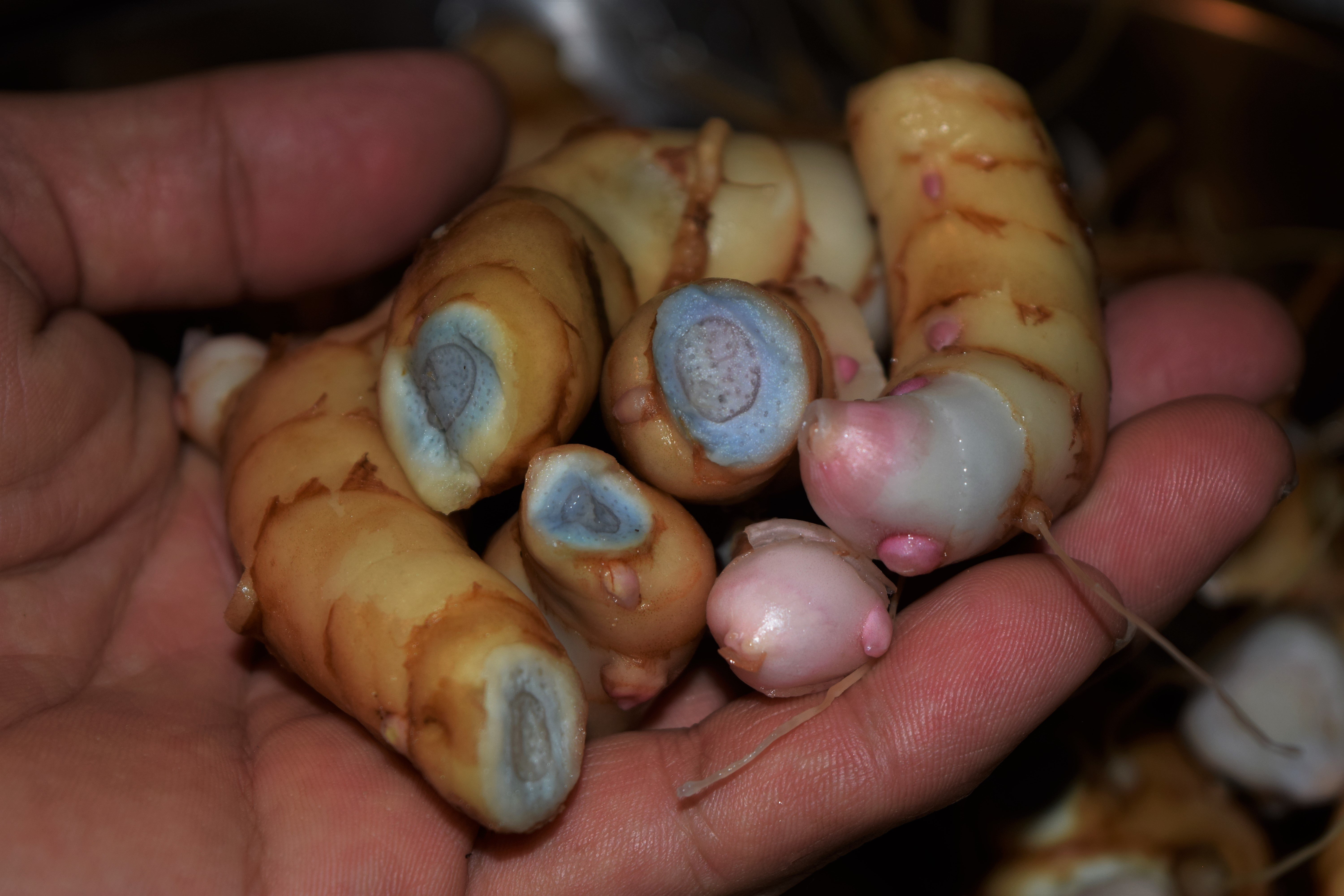 Hybrid Turmeric