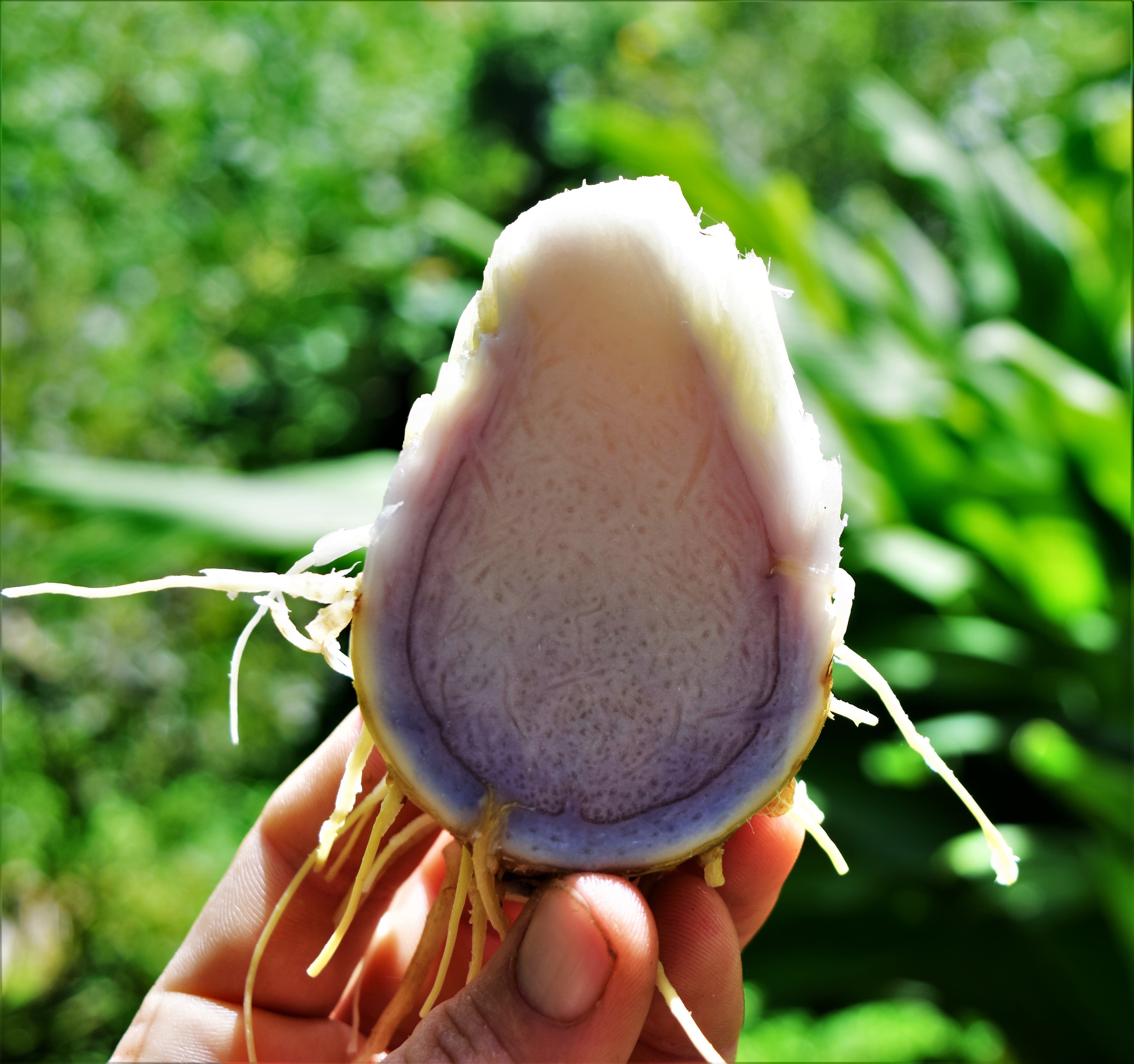 Inside of the Hybrid Rhizome