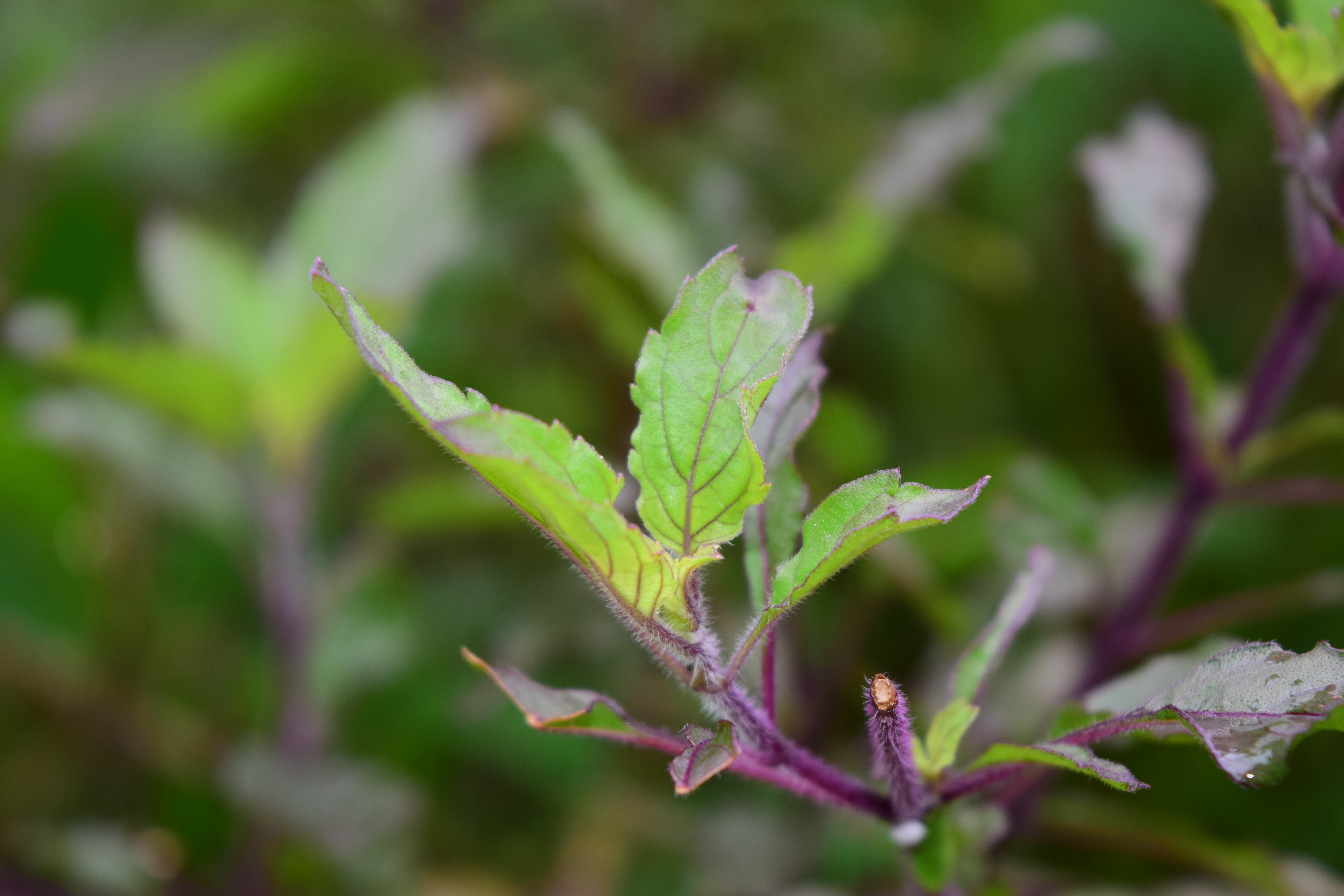 Tulsi Basil growing