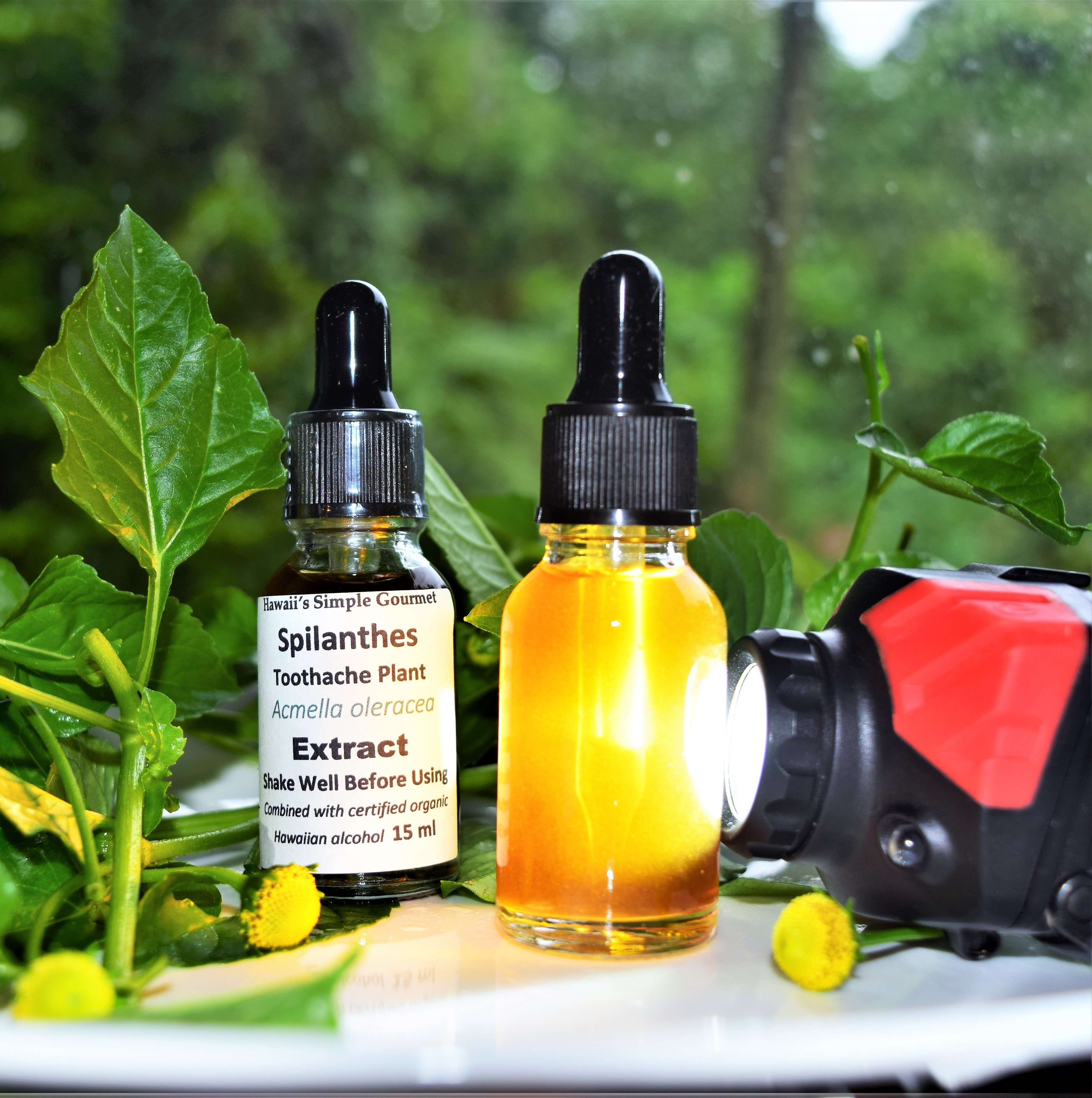 Toothache / Spilanthes Tincture 00001