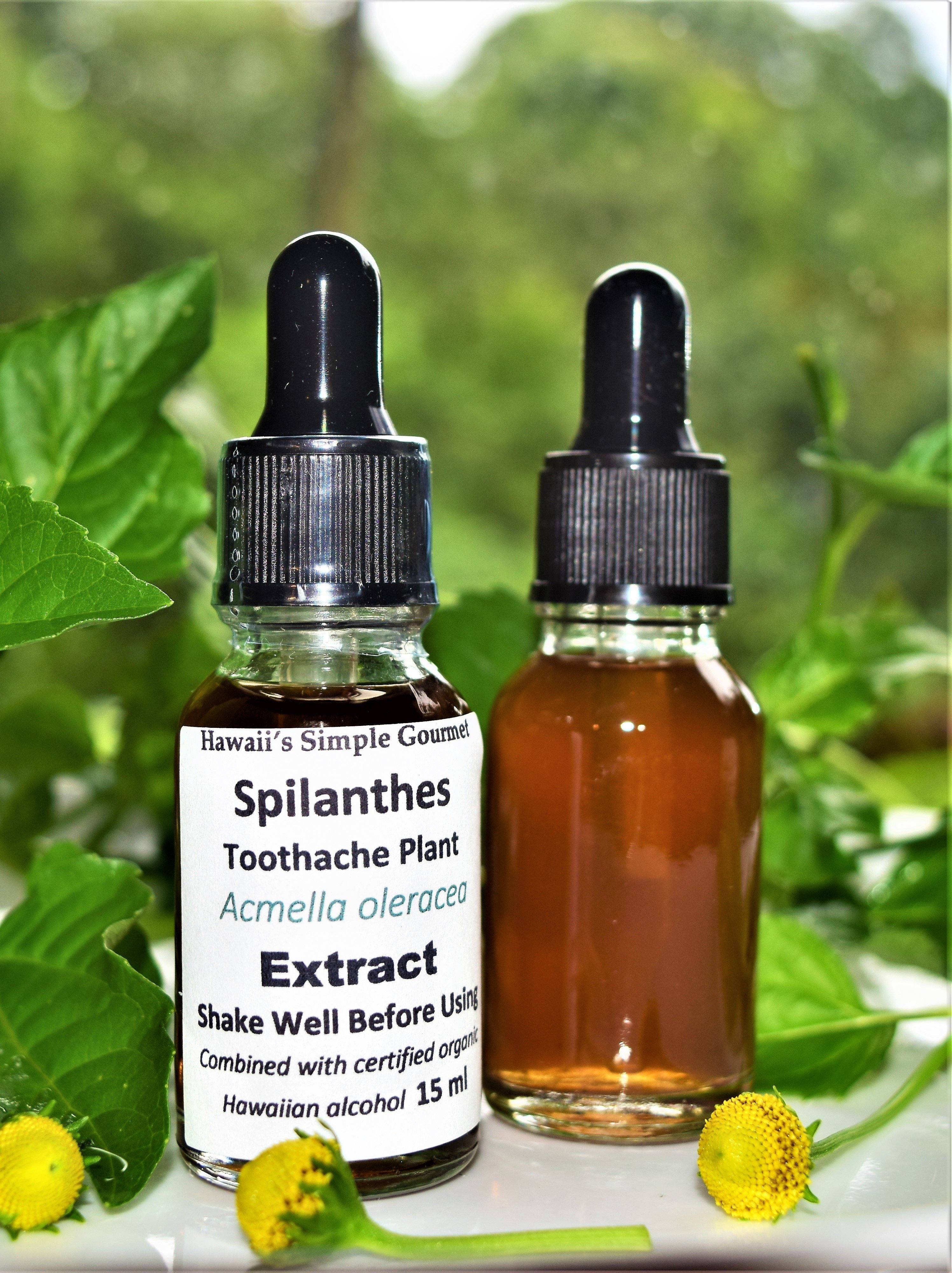 Toothache / Spilanthes Tincture