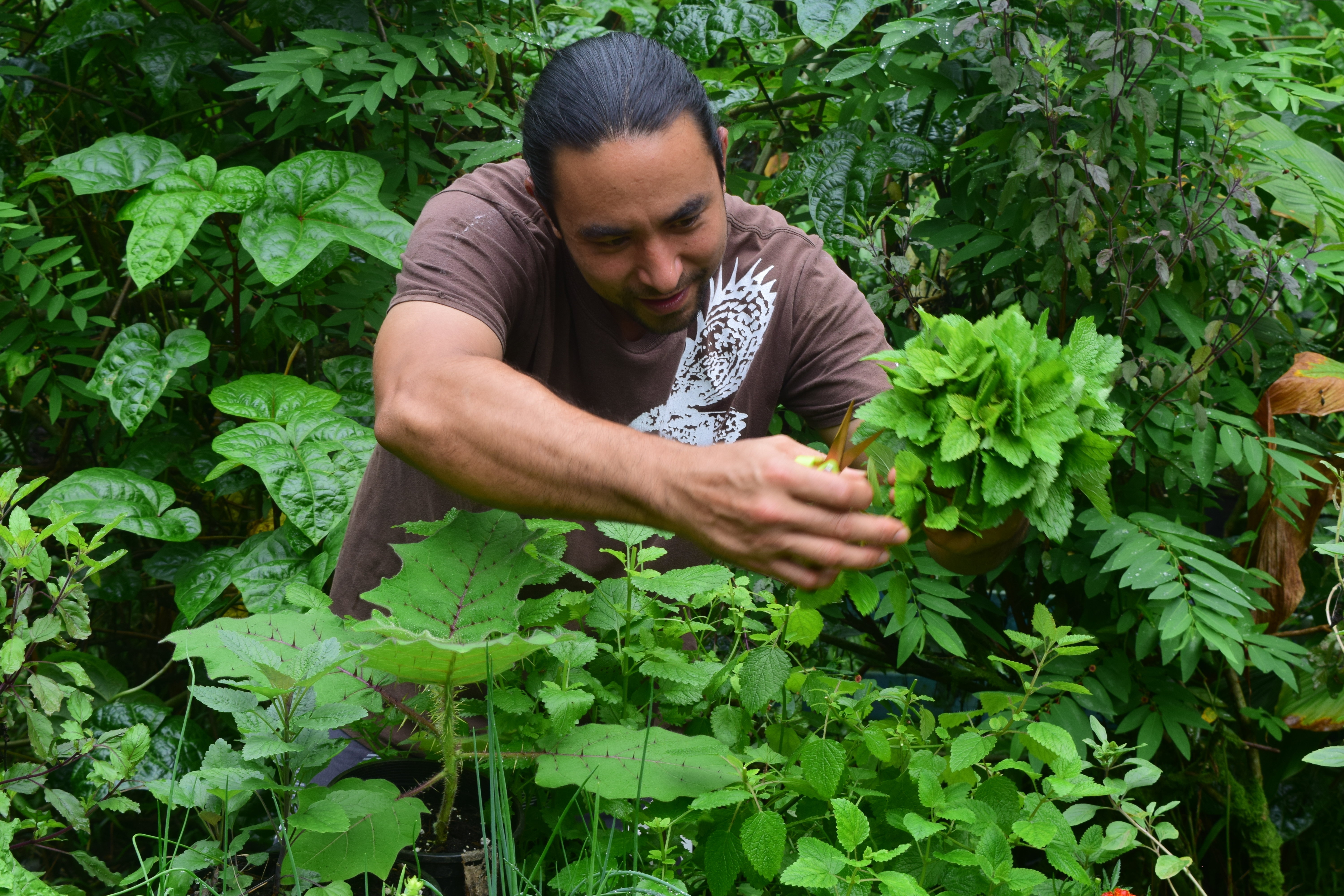 Harvesting from our permaculture garden.