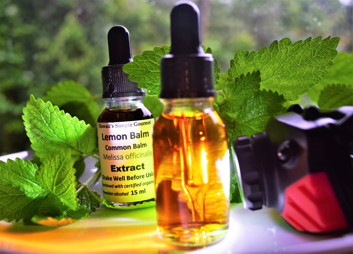 Lemon Balm / Common Balm Tincture Lemon Balm / Common Balm Tincture