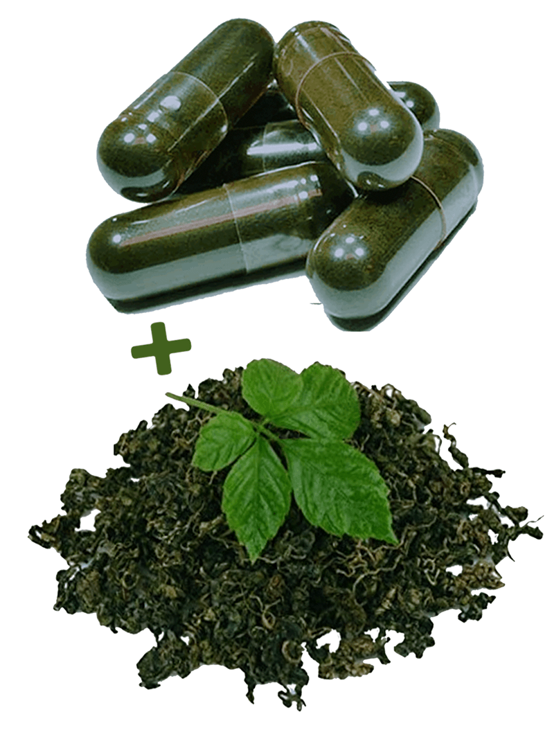 Jiaogulan Tee 150G + 30X 500MG Kapseln