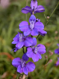 Flower essence Larkspur Flower essence Larkspur