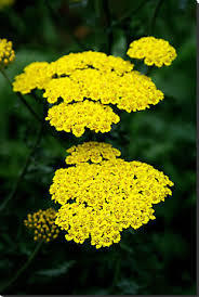 Flower Essence Yarrow Flower Essence Yarrow