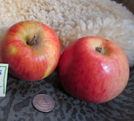 Bowman's Reinette Apple