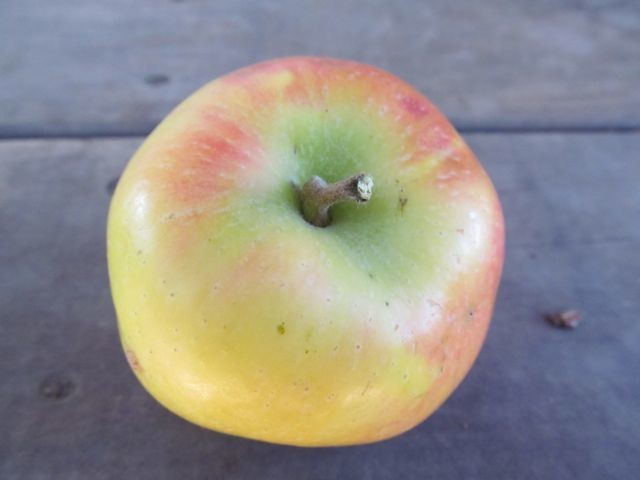 Calville Blanc Apple