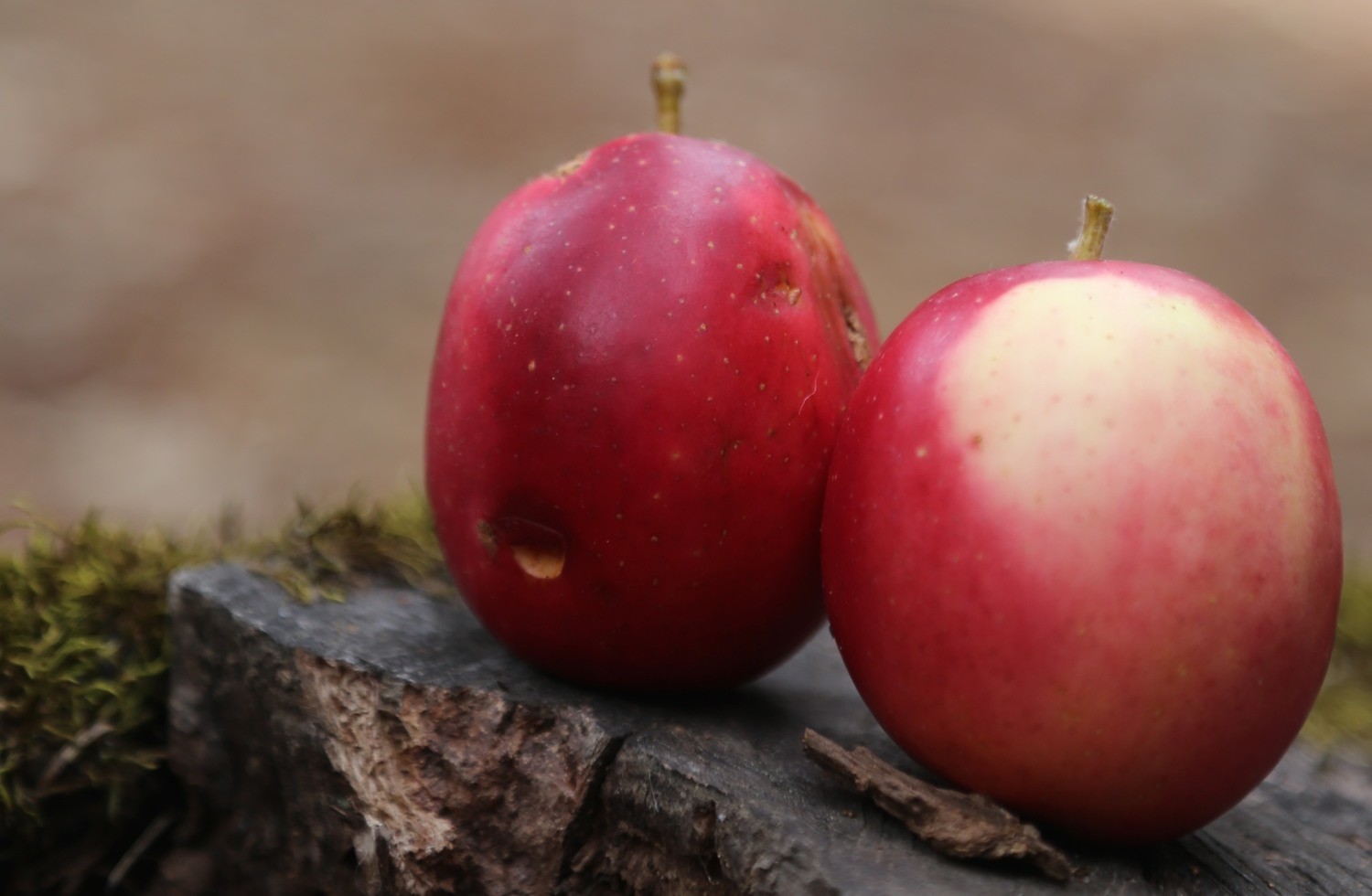 Early Sweet Tart Apple