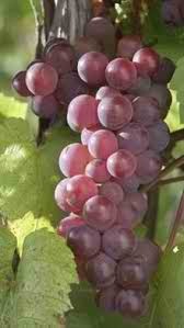 Squire Canyon Red Squire Canyon Red